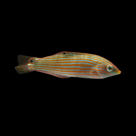 Melanurus Wrasse (Halichoeres melanurus)