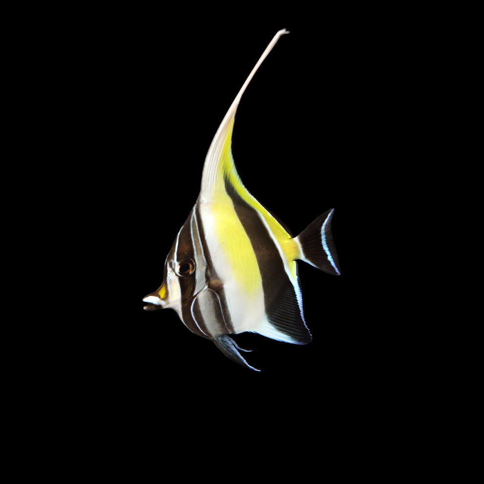 Moorish Idol (Zanclus cornutus) – AQUARIUM ARTS