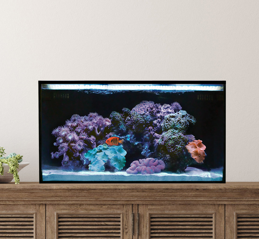 Innovative Marine NUVO FUSION 20 Gallon Nano Reef Summer Project