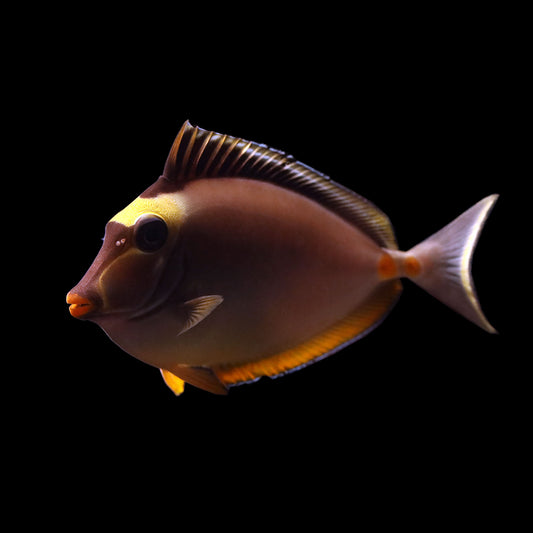 Naso Tang (Naso lituratus)