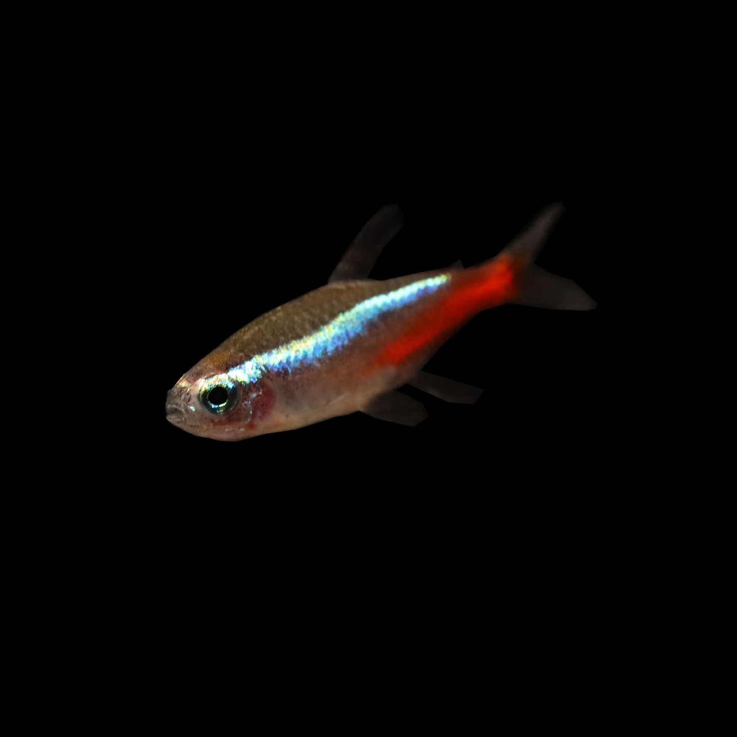 Neon Tetra (Paracheirodon innesi)