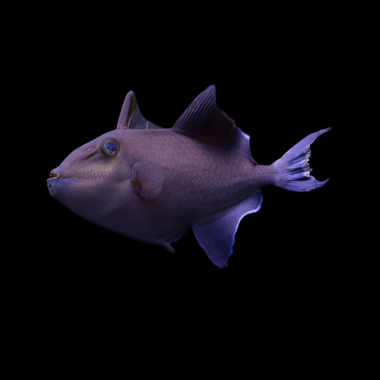 Niger Triggerfish (Odonus niger)