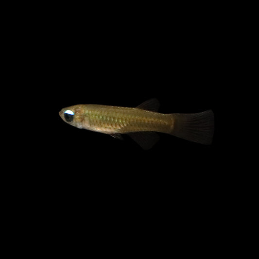 Norman's Lampeye Killifish (Poropanchax normani)