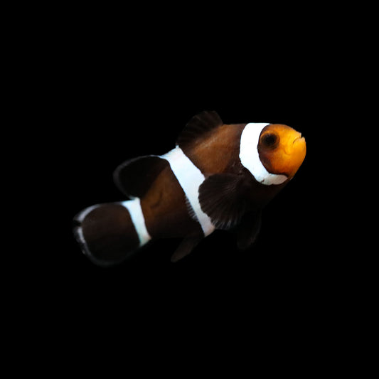 Ocellaris Clownfish Black (Darwin Captive Bred)