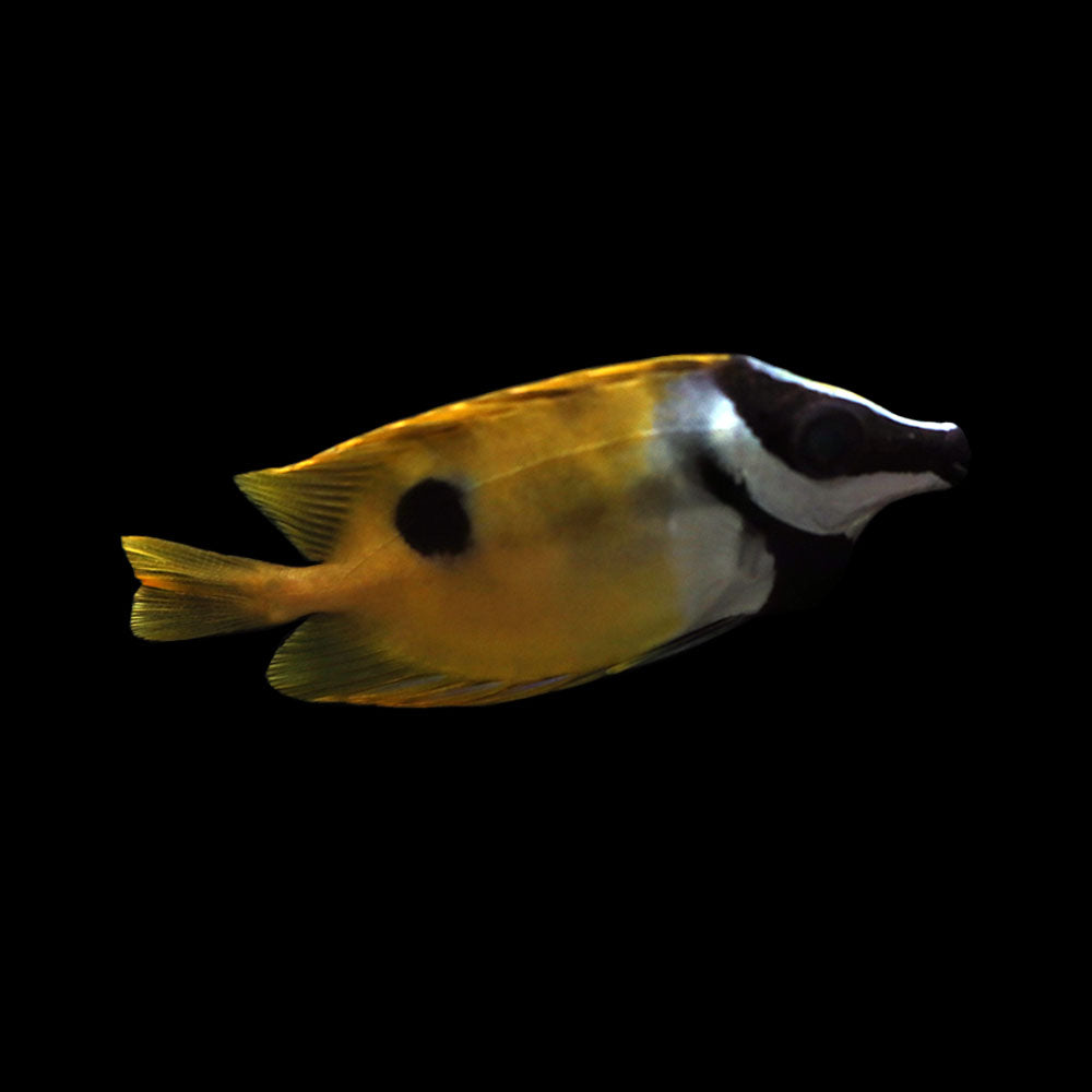 One Spot Foxface Rabbitfish (Siganus unimaculatus) – AQUARIUM ARTS