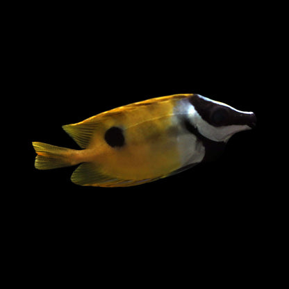 One Spot Foxface Rabbitfish (Siganus unimaculatus)