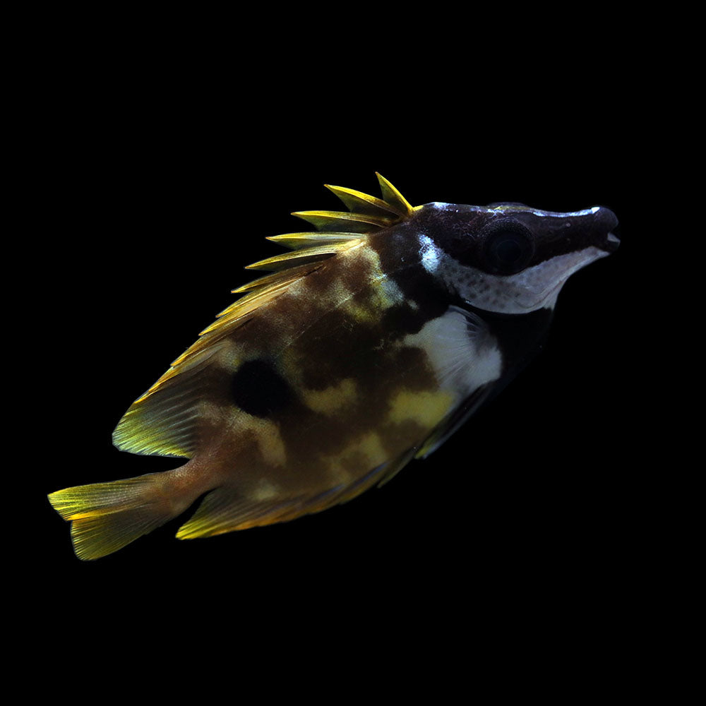 One Spot Foxface Rabbitfish (Siganus unimaculatus) – AQUARIUM ARTS