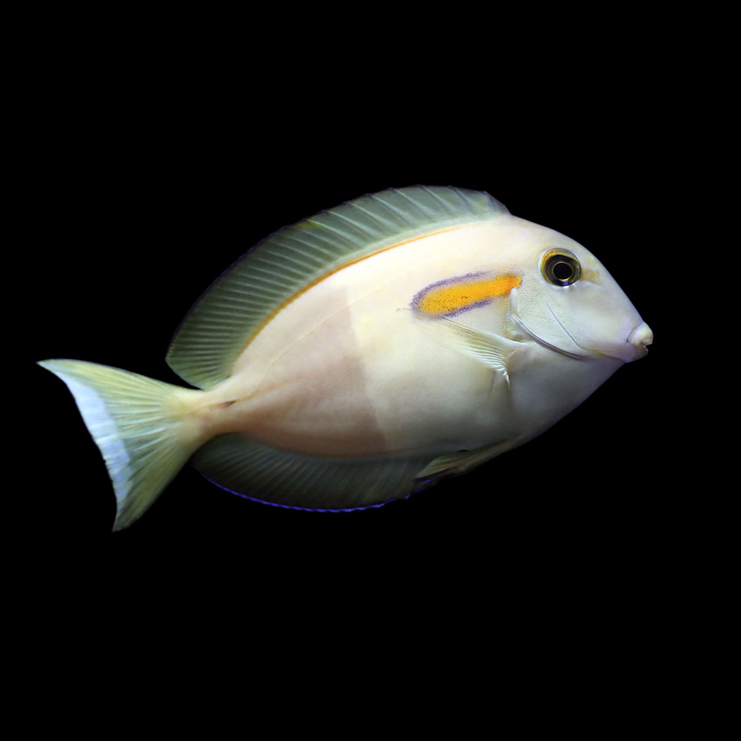 Orange Shoulder Tang (Acanthurus olivaceus)