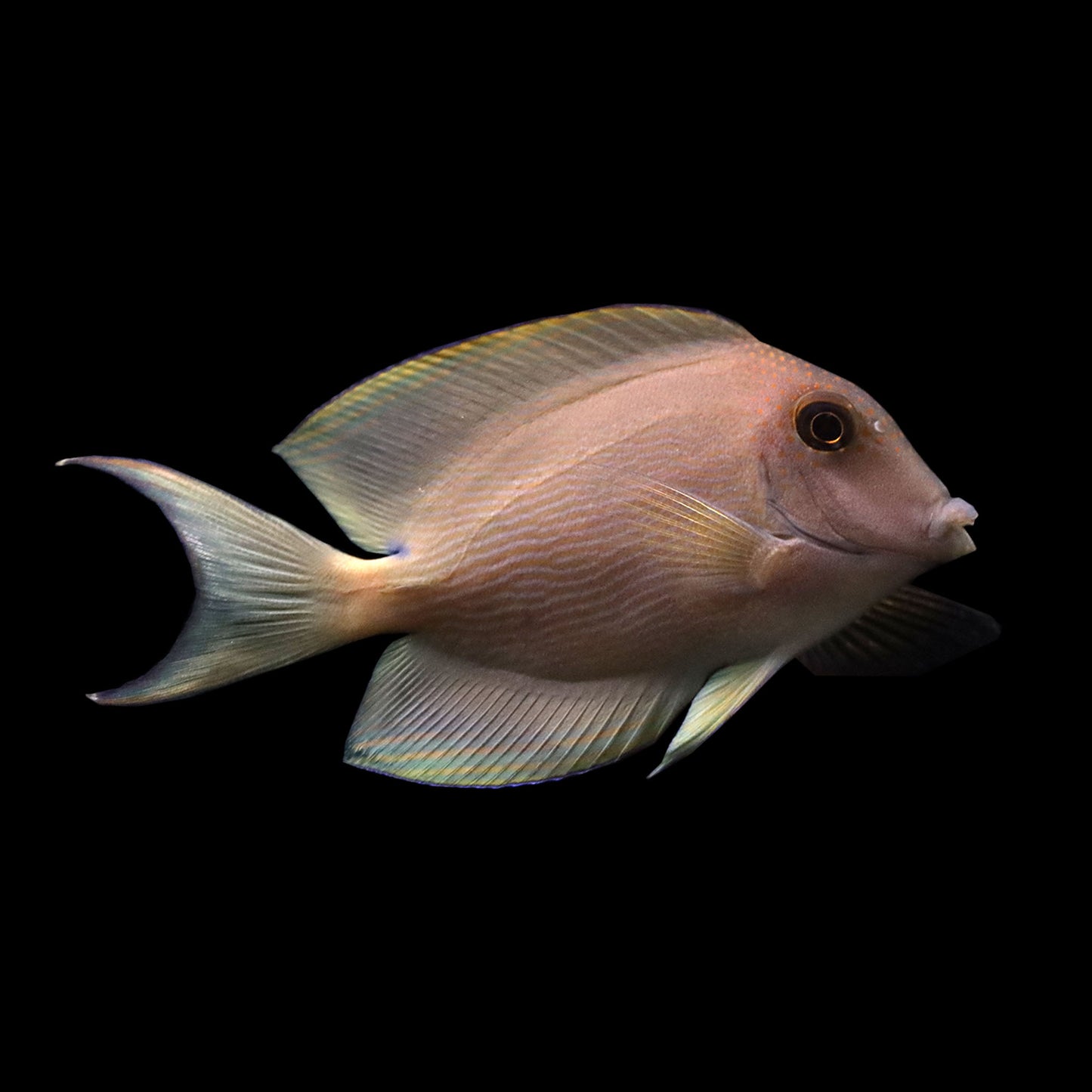 Orange Striped Bristletooth Tang (Ctenochaetus striatus)