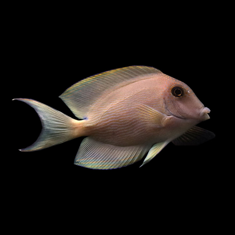 Orange Striped Bristletooth Tang (Ctenochaetus striatus) – AQUARIUM ARTS