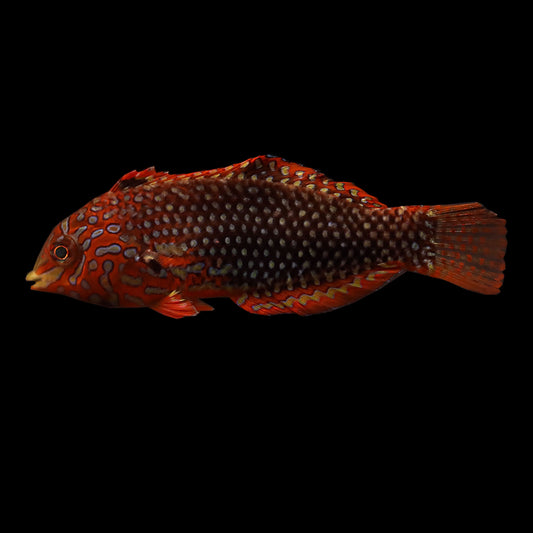 Ornate Leopard Wrasse (Macropharyngodon ornatus)