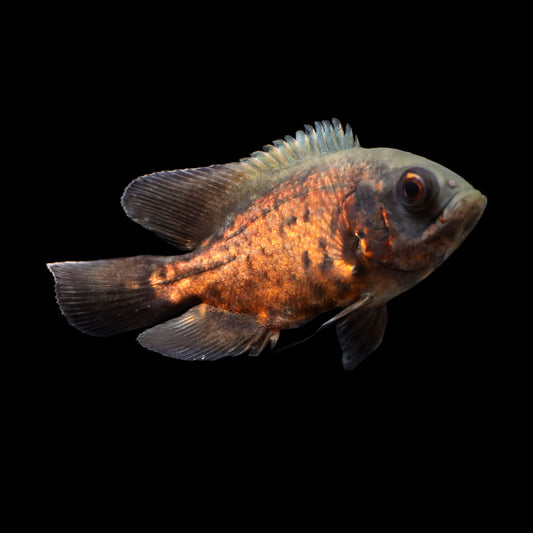 Oscar (Astronotus ocellatus)