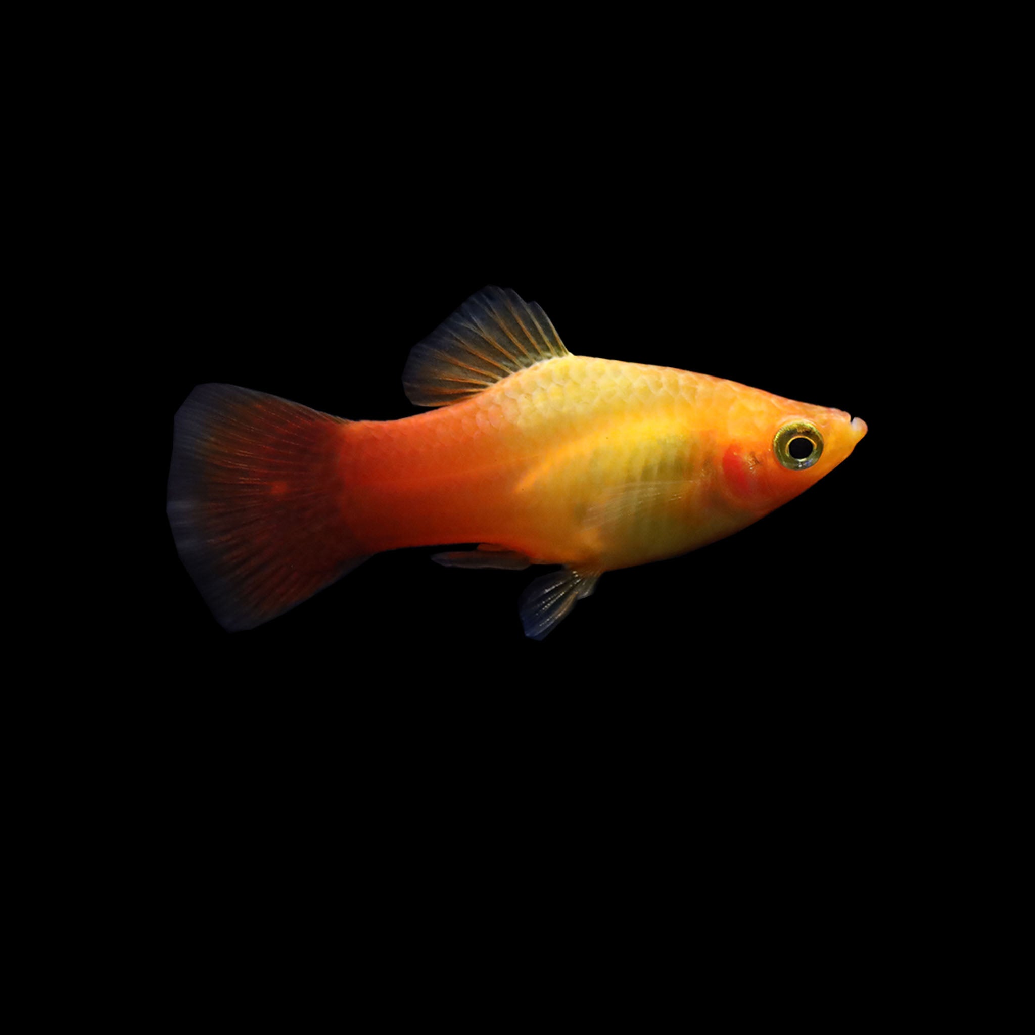 Emerald Sunrise Platy (Xiphophorus maculatus) – AQUARIUM ARTS