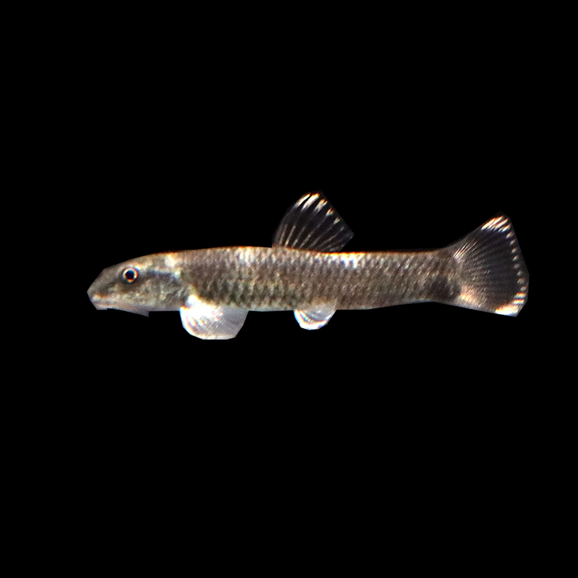 Panda Garra (Garra flavatra) – AQUARIUM ARTS - Main Image