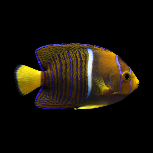 Passer Angelfish (Holacanthus passer)