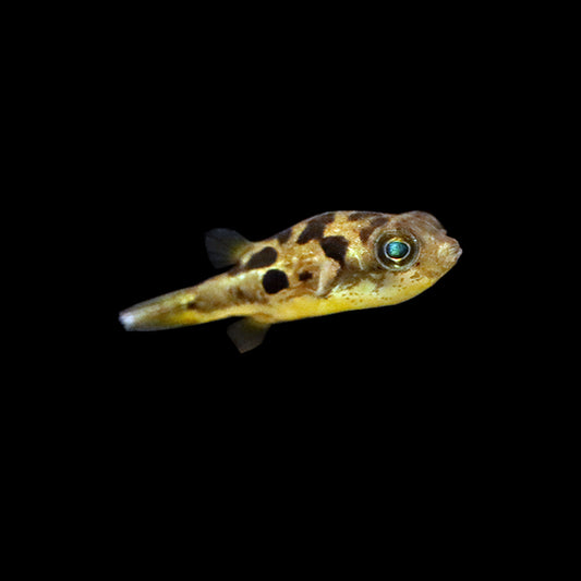 Pea Puffer (Carinotetraodon travancoricus)