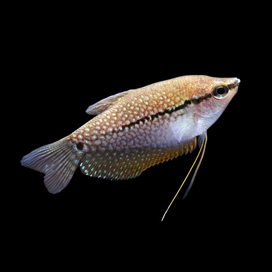 Pearl Gourami (Trichopodus leerii)