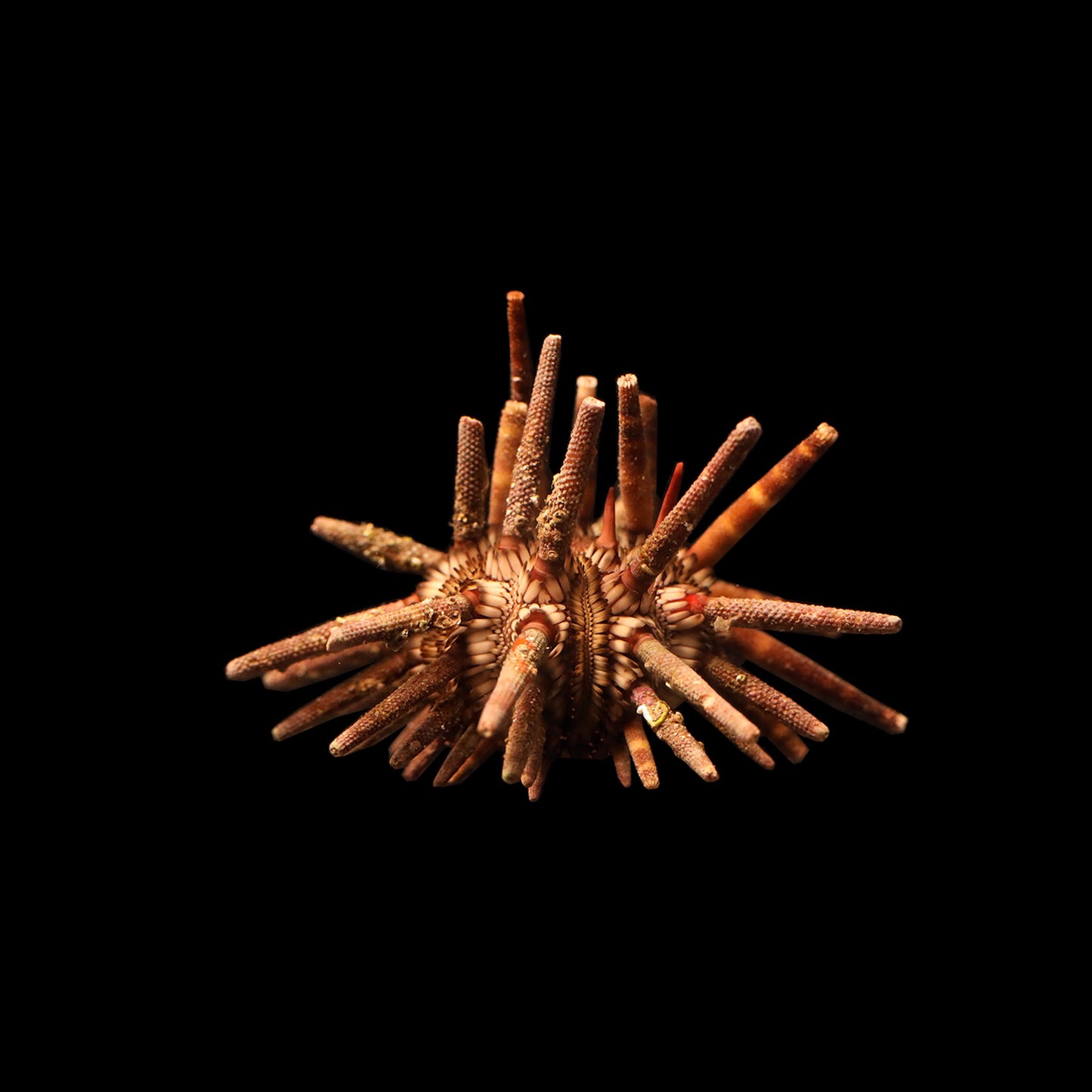 Pencil Urchin (Eucidaris tribuloides)