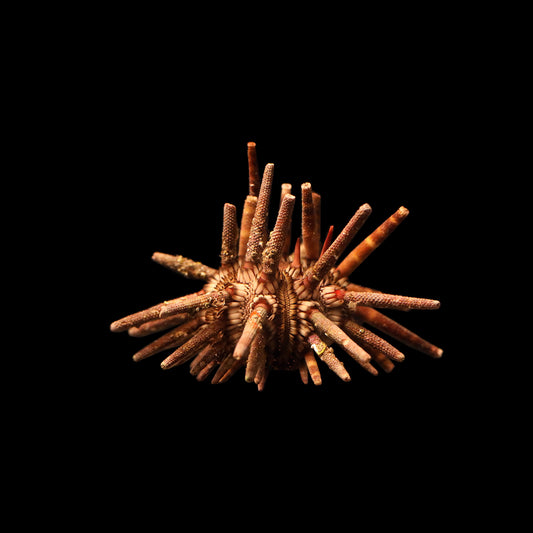 Pencil Urchin (Eucidaris tribuloides)