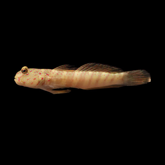 Goby – AQUARIUM ARTS