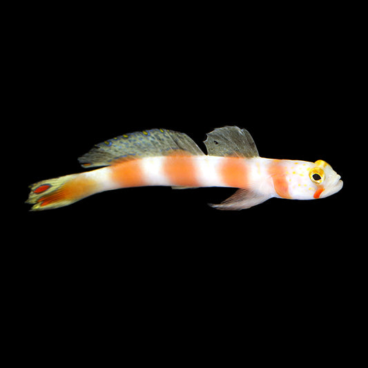 Pinkbar Goby (Cryptocentrus aurora)