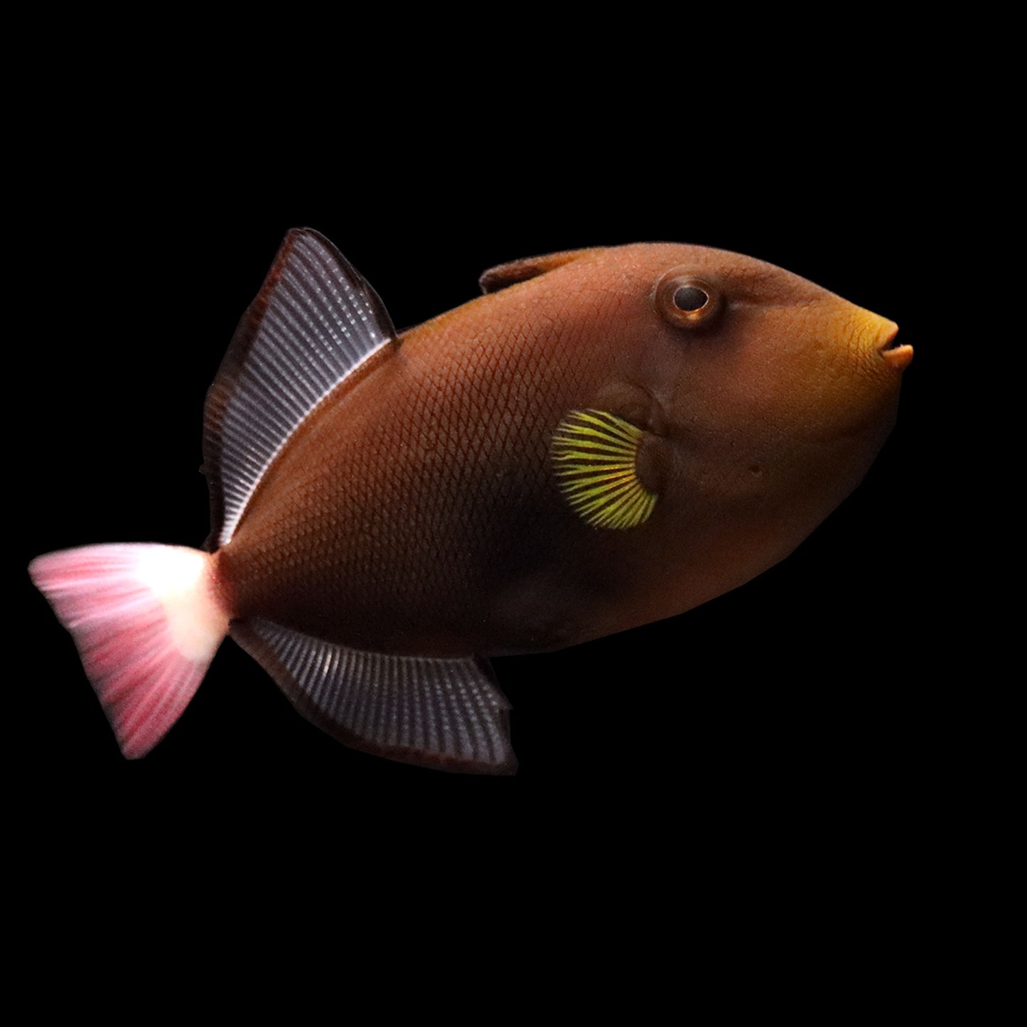 Pinktail Triggerfish (Melichthys vidua)