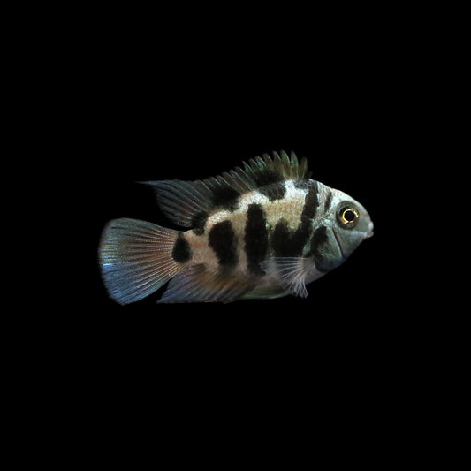 Polar Blue Parrot Cichlid