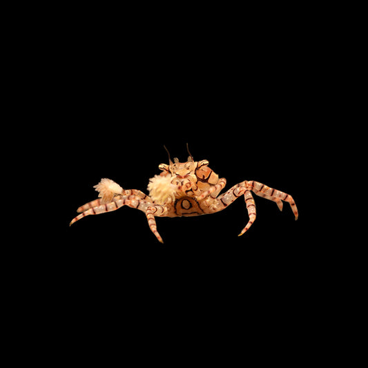 Pom Pom Crab (Lybia tessellata)