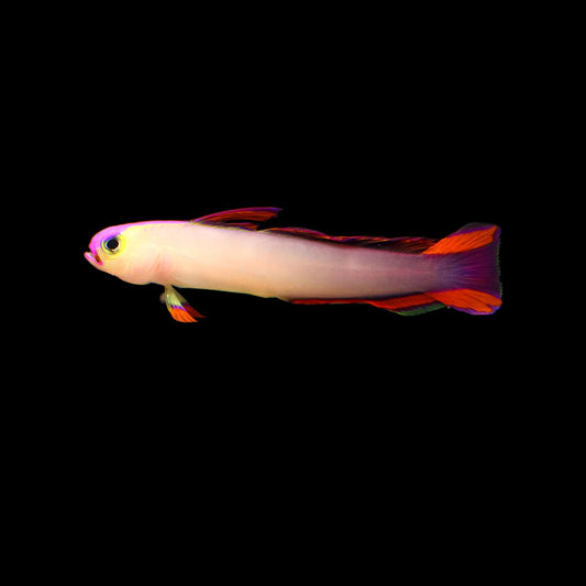 Purple Firefish (Nemateleotris decora)