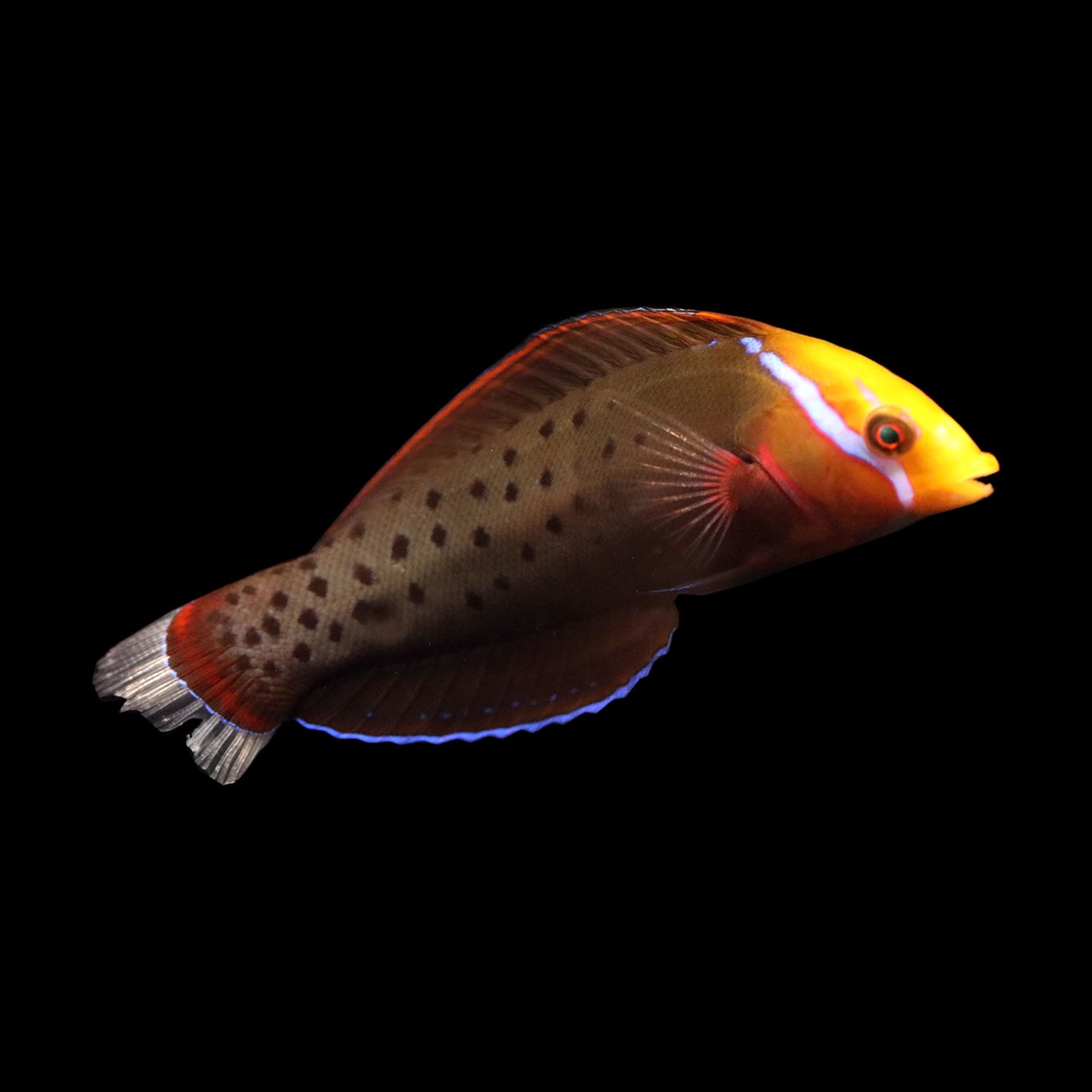 Queen Coris Wrasse (Coris formosa)