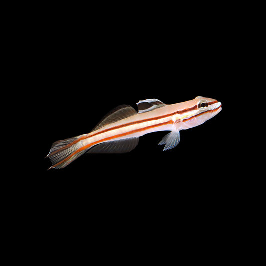 Railway Sleeper Goby (Valenciennea helsdingenii)