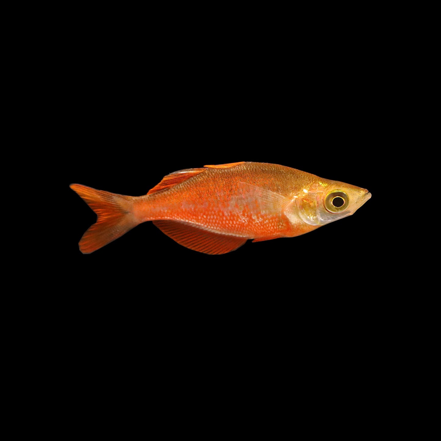 Red Irian Rainbowfish (Glossolepis incisus)