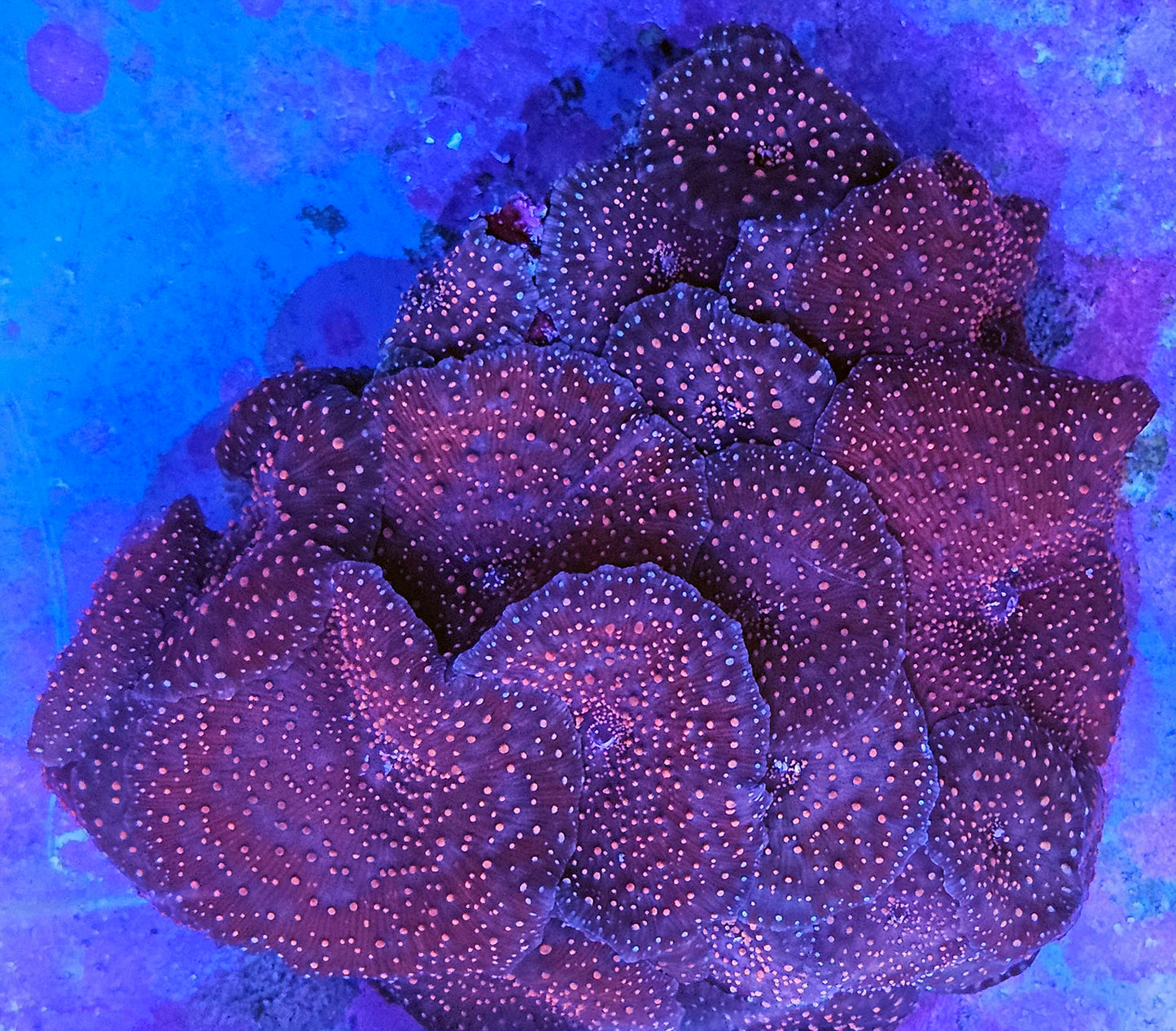 Red Spotted Discosoma Mushroom Colony 6 or more mushrooms