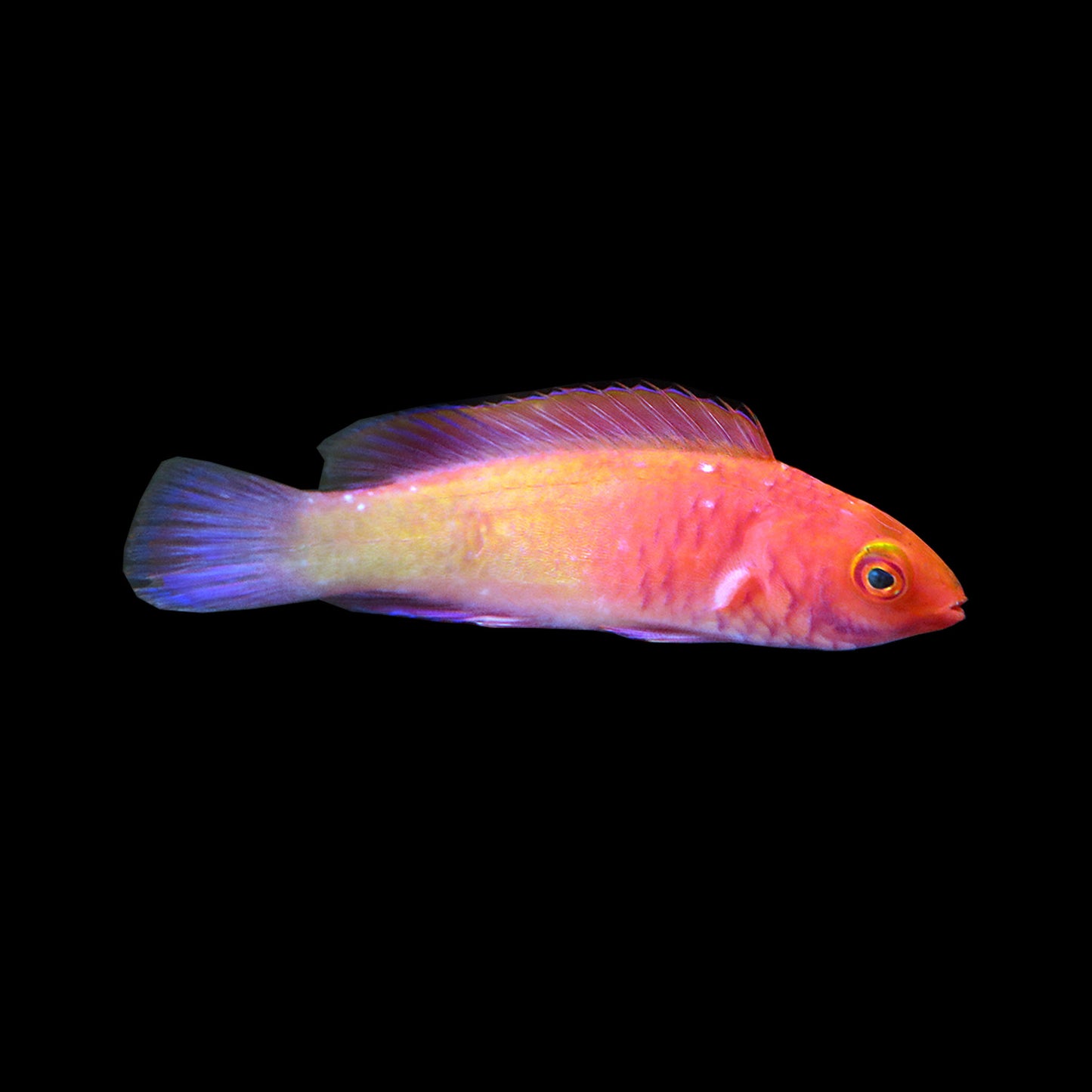 Red Velvet Fairy Wrasse (Cirrhilabrus rubrisquamis)