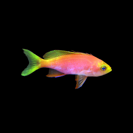 Resplendent Anthias (Pseudanthias pulcherrimus)