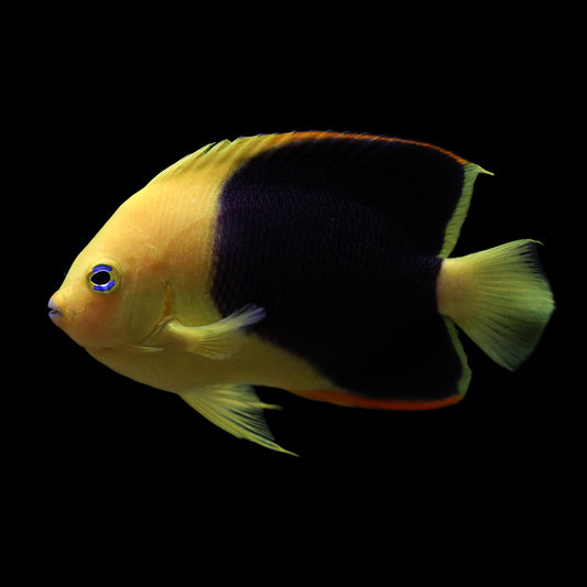 Rock Beauty Angelfish (Holacanthus tricolor)