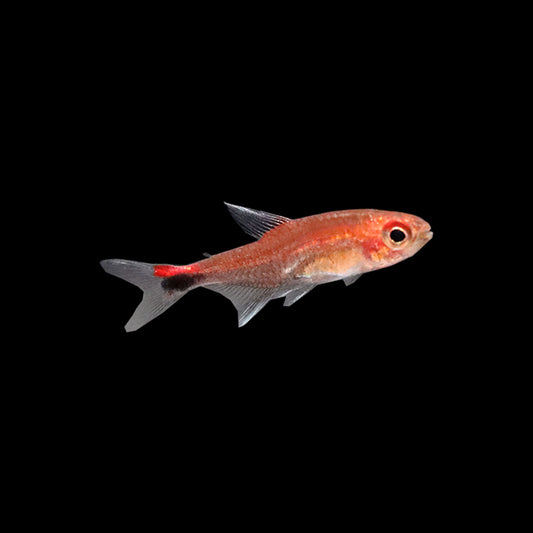 Ruby Tetra (Axelrodia riesei)