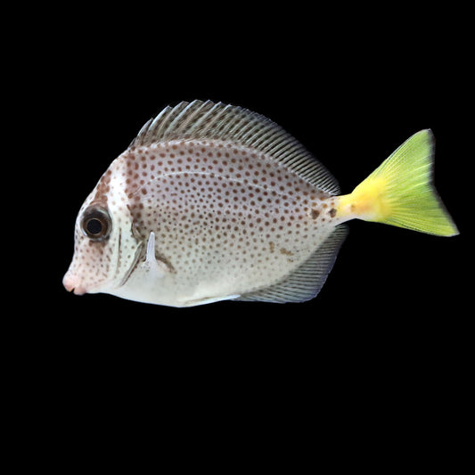 Galapagos Sawtail Tang (Prionurus laticlavius)