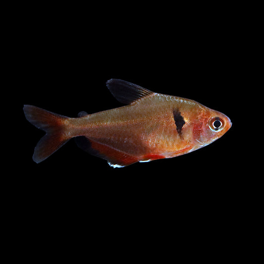 Serpae Tetra (Hyphessobrycon eques)