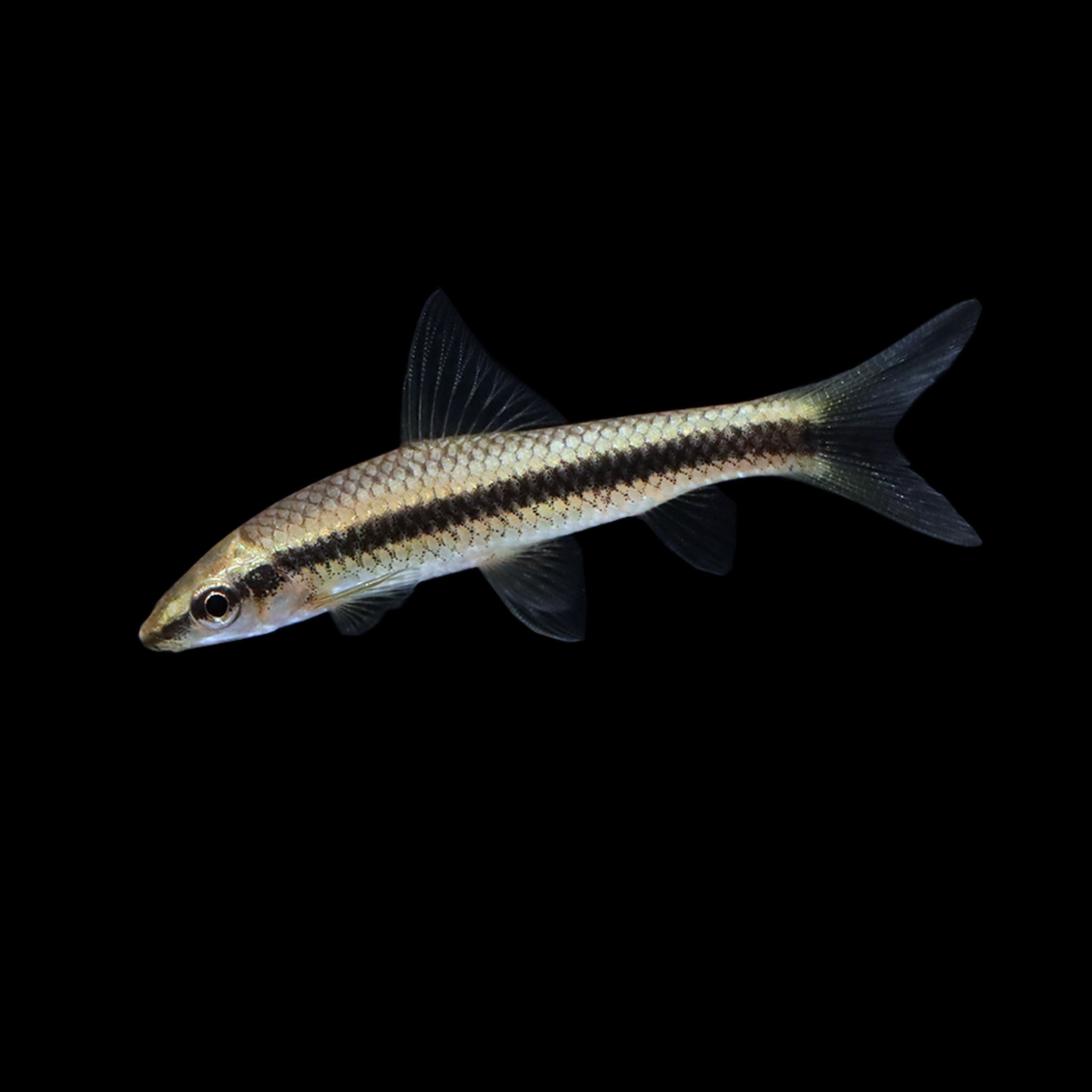 Crossocheilus Siamese Algae Eater (Crossocheilus oblongus) – AQUARIUM ARTS