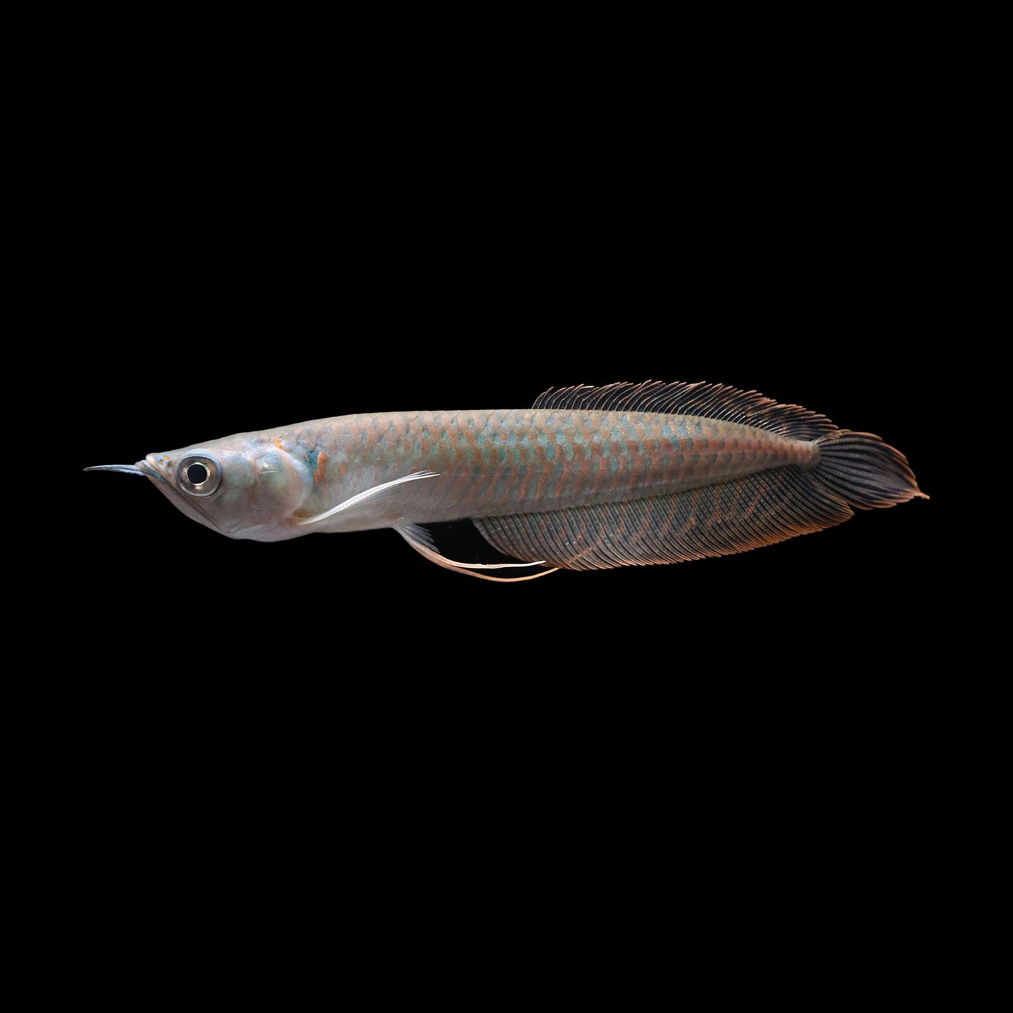 Silver Arowana (Osteoglossum bicirrhosum)