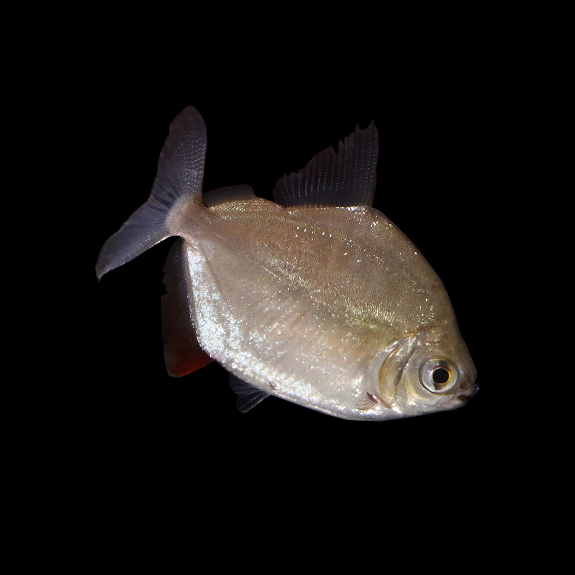 Silver Dollar (Metynnis spp.)  AQUARIUM ARTS