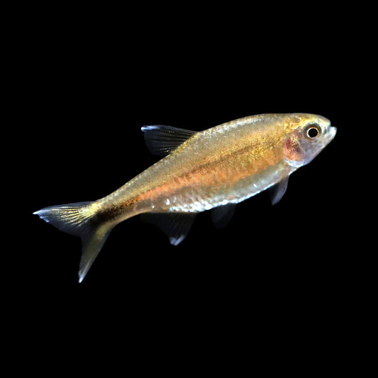 Silver Tip Tetra (Hasemania nana)