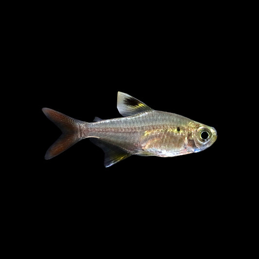 Silver X-Ray Pristella Tetra (Pristella maxillaris)