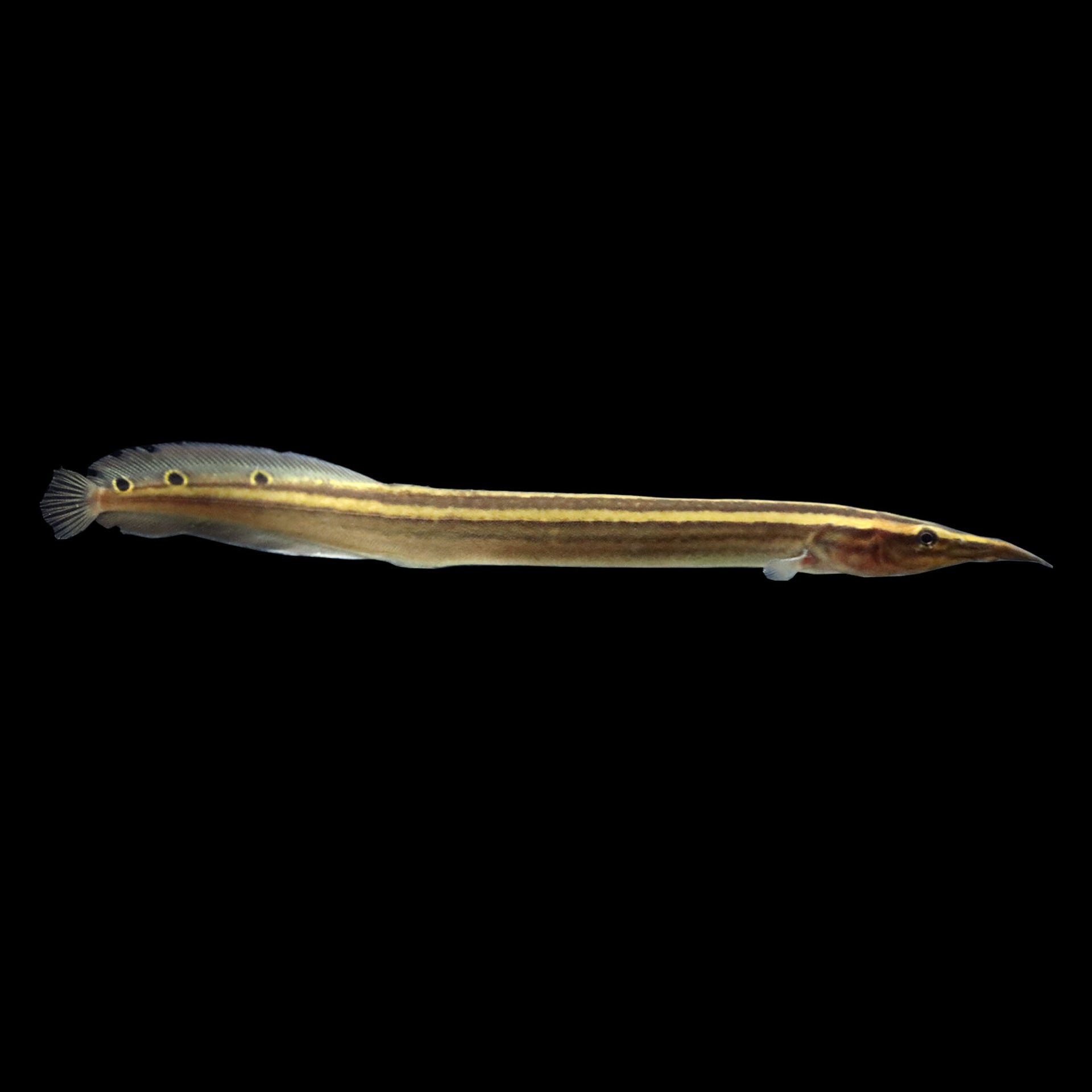 Peacock Spiny Eel (Macrognathus siamensis) – AQUARIUM ARTS