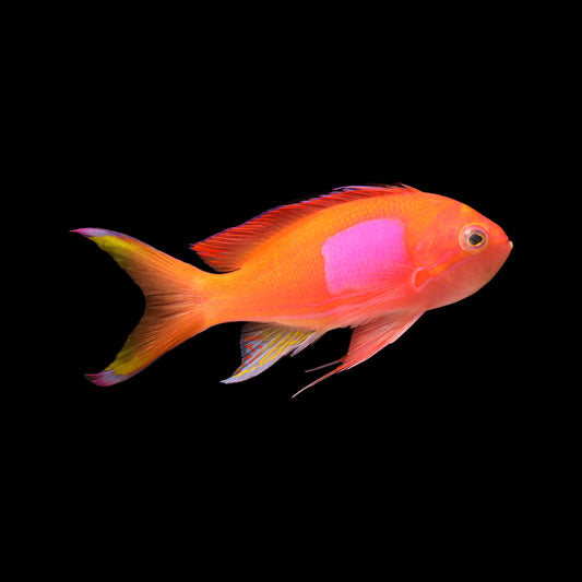 Squareback Anthias (Pseudanthias pleurotaenia)