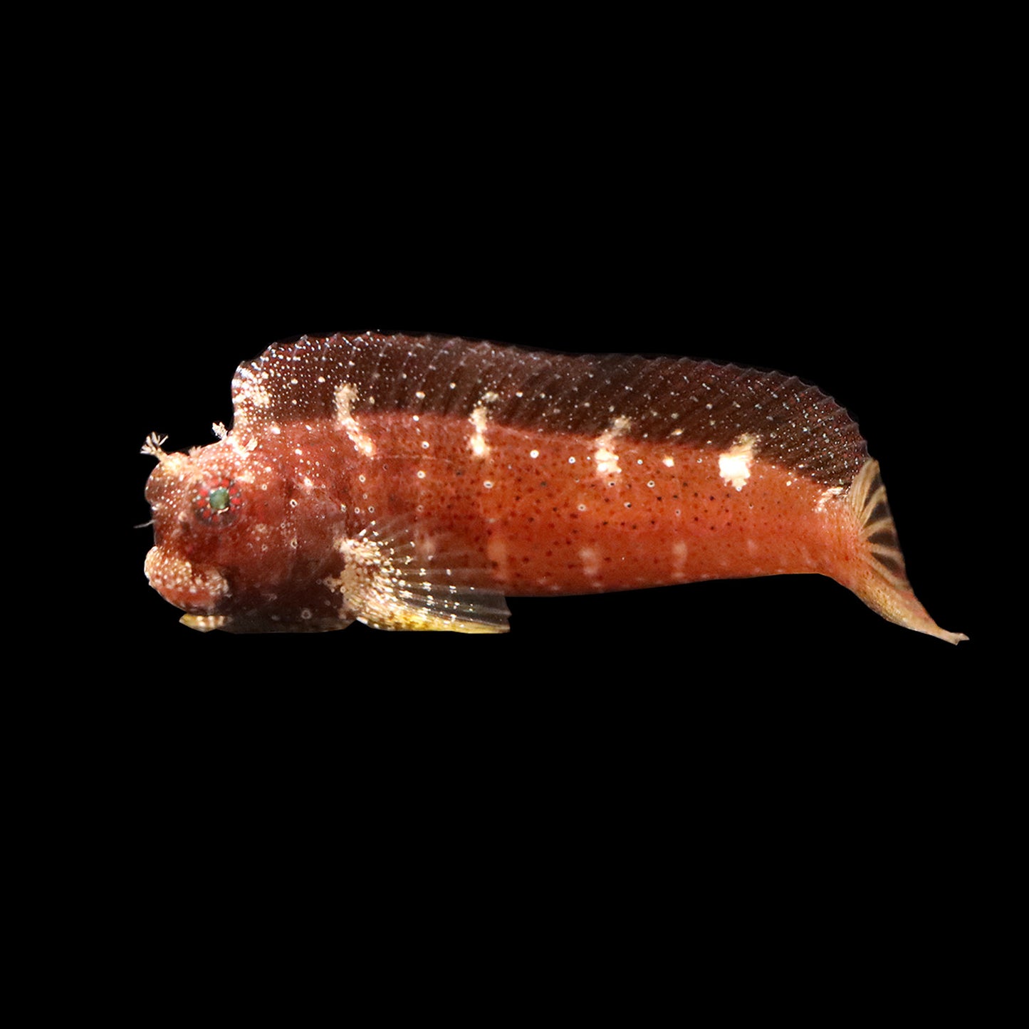 Starry Blenny (Salarias ramosus)