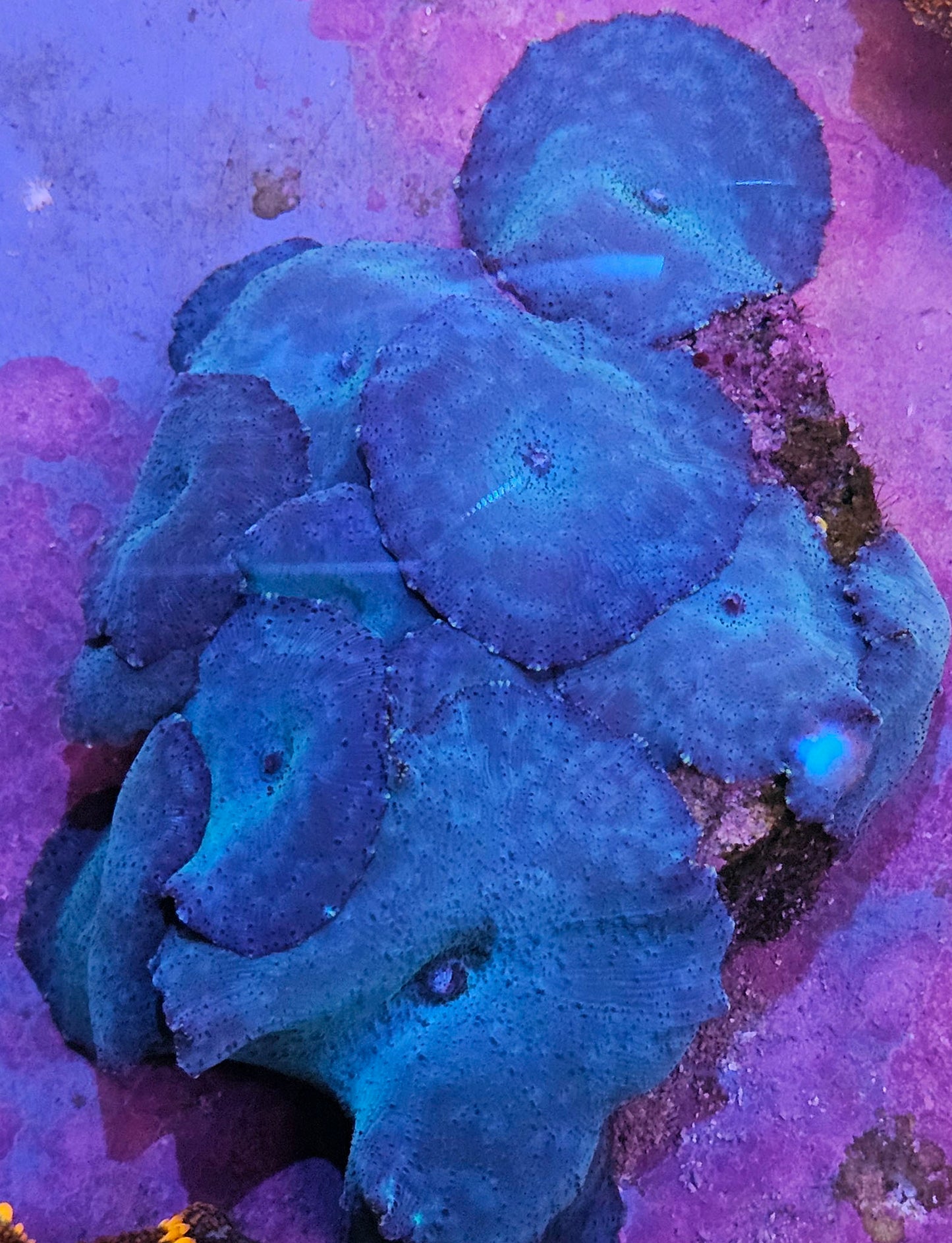 Blue Mushroom Coral 6 or more mushrooms