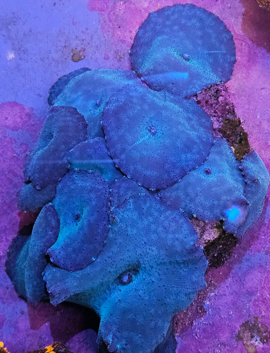 Blue Mushroom Coral 6 or more mushrooms