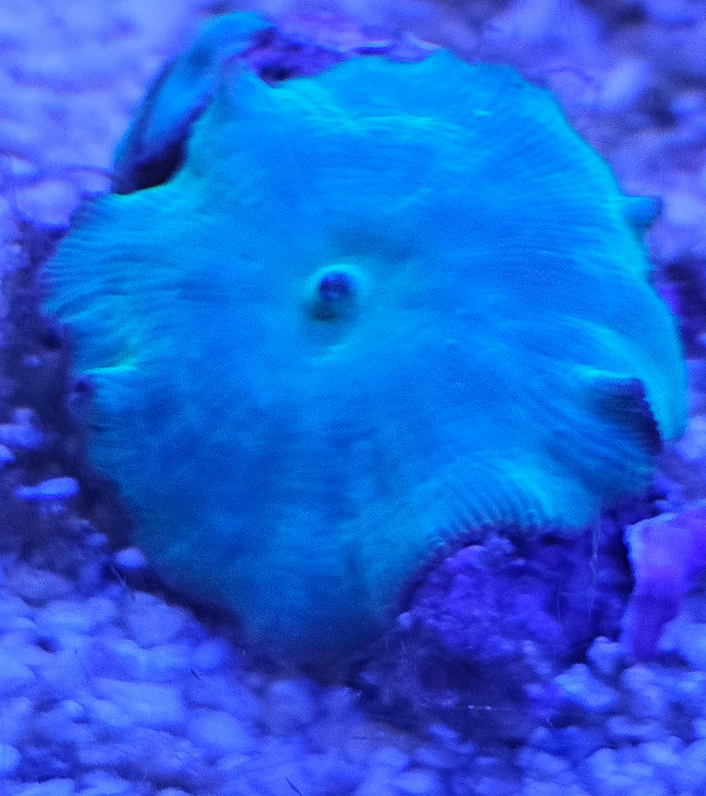 Blue Mushroom Coral 1 Mushroom Frag
